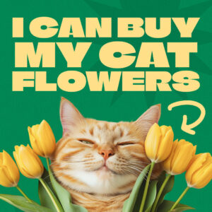 Cat toy